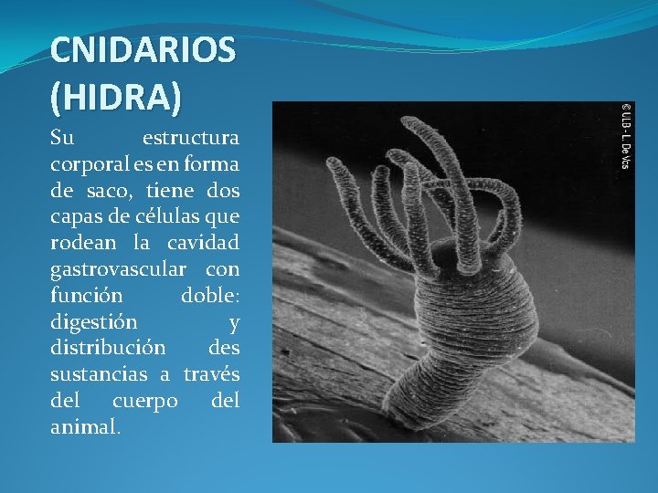 CNIDARIOS (HIDRA) Su estructura corporal es en forma de saco, tiene dos capas de