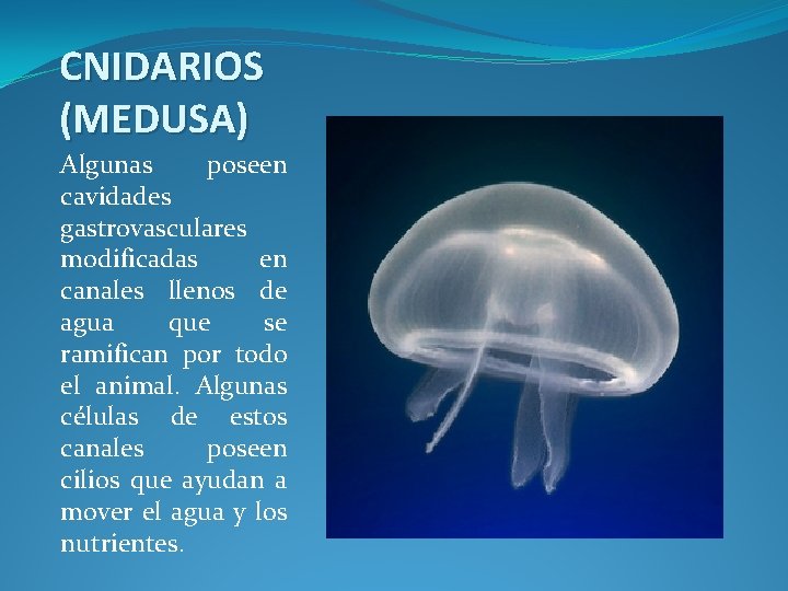 CNIDARIOS (MEDUSA) Algunas poseen cavidades gastrovasculares modificadas en canales llenos de agua que se