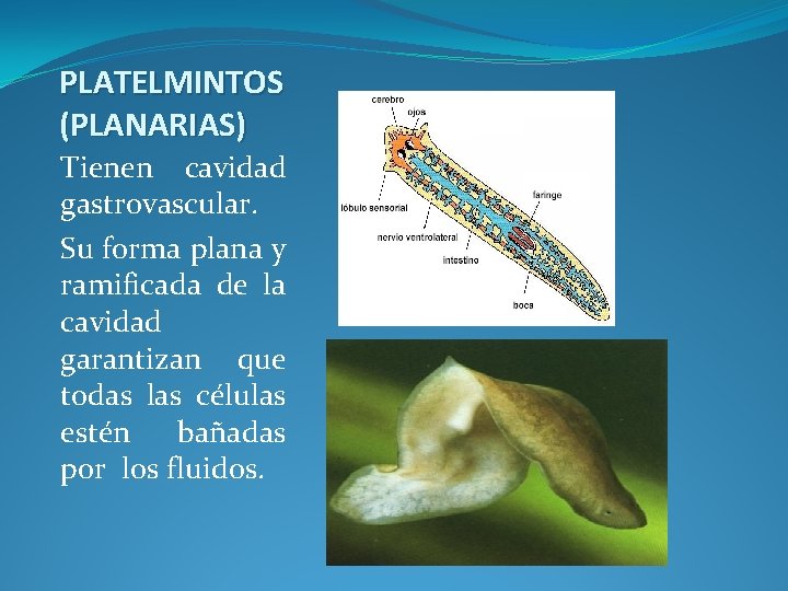 PLATELMINTOS (PLANARIAS) Tienen cavidad gastrovascular. Su forma plana y ramificada de la cavidad garantizan