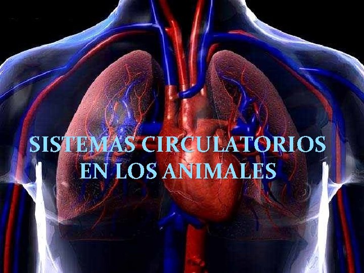 SISTEMAS CIRCULATORIOS EN LOS ANIMALES 