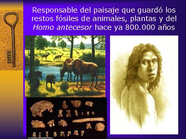 Responsable del paisaje que guardó los restos fósiles de animales, plantas y del Homo