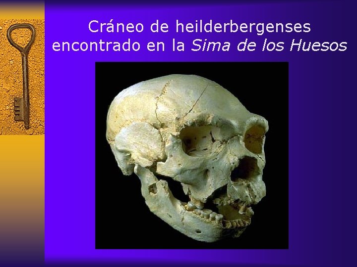 Cráneo de heilderbergenses encontrado en la Sima de los Huesos 