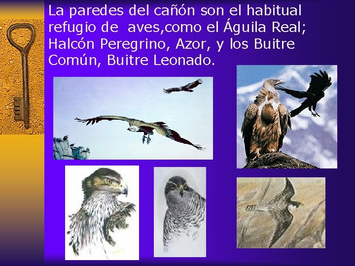 La paredes del cañón son el habitual refugio de aves, como el Águila Real;