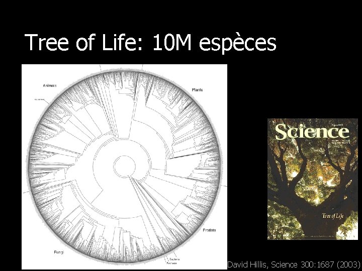 Tree of Life: 10 M espèces n Pour tenir compte d’attributs sémantiques David Hillis,