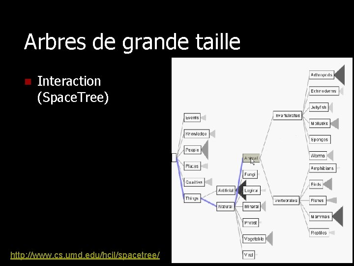 Arbres de grande taille n Interaction (Space. Tree) http: //www. cs. umd. edu/hcil/spacetree/ 