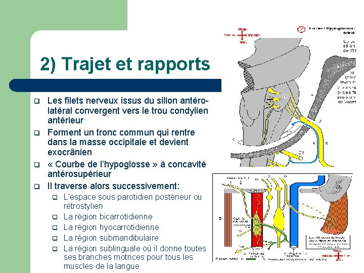 2) Trajet et rapports q q Les filets nerveux issus du sillon antérolatéral convergent