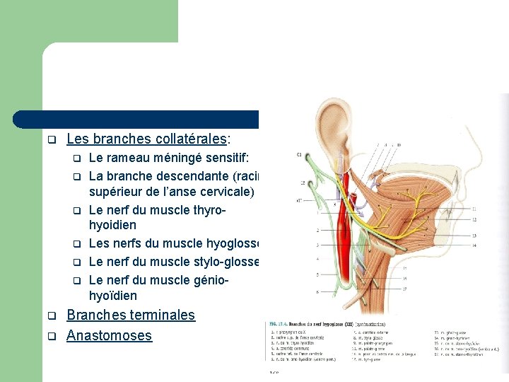 q Les branches collatérales: q q q q Le rameau méningé sensitif: La branche