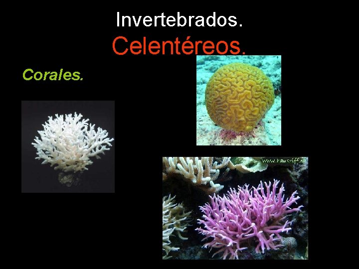 Invertebrados. Celentéreos. Corales. 