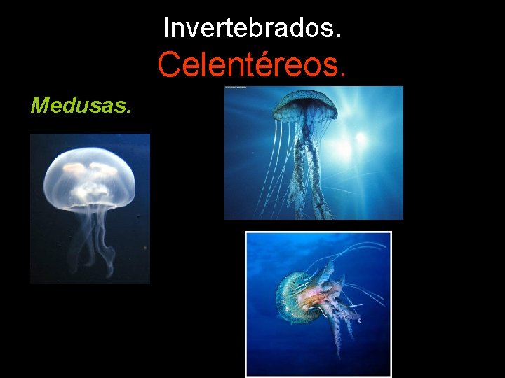 Invertebrados. Celentéreos. Medusas. 