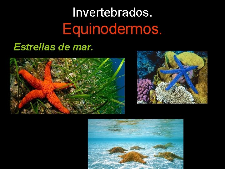 Invertebrados. Equinodermos. Estrellas de mar. 