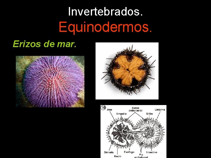 Invertebrados. Equinodermos. Erizos de mar. 