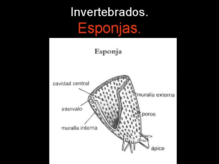 Invertebrados. Esponjas. 