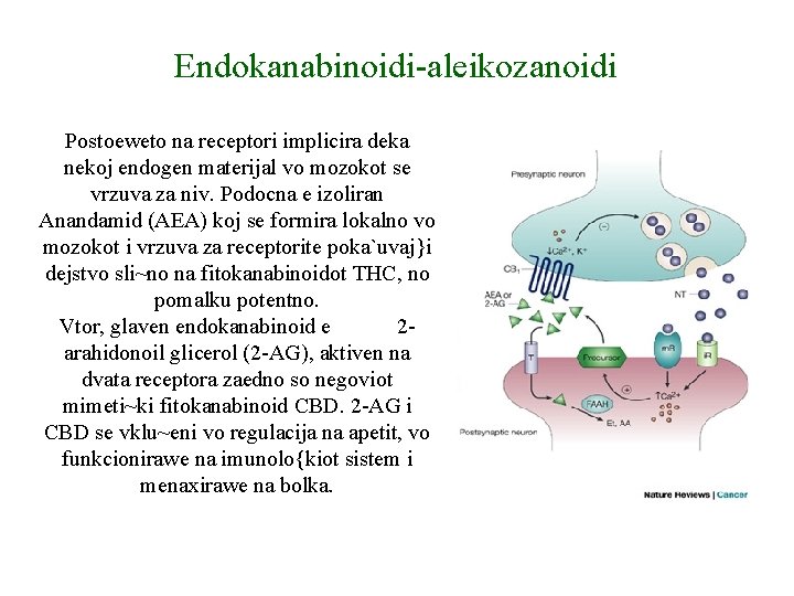 Endokanabinoidi-aleikozanoidi Postoeweto na receptori implicira deka nekoj endogen materijal vo mozokot se vrzuva za