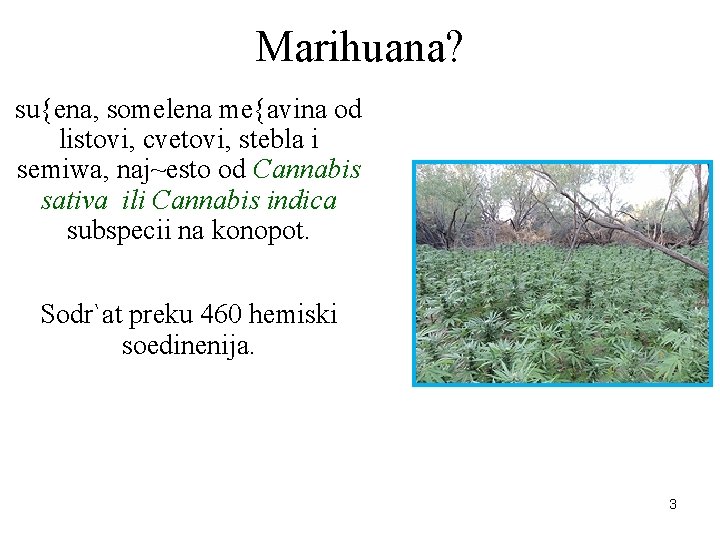 Marihuana? su{ena, somelena me{avina od listovi, cvetovi, stebla i semiwa, naj~esto od Cannabis sativa Marihuana? su{ena, somelena me{avina od listovi, cvetovi, stebla i semiwa, naj~esto od Cannabis sativa