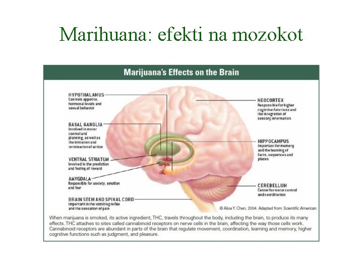 Marihuana: efekti na mozokot 