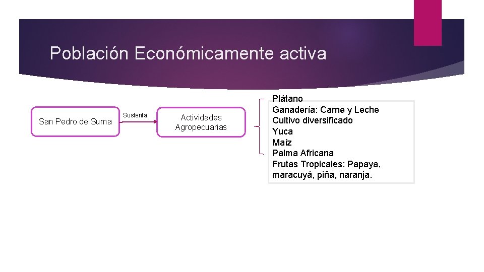 Población Económicamente activa San Pedro de Suma Sustenta Actividades Agropecuarias Plátano Ganadería: Carne y