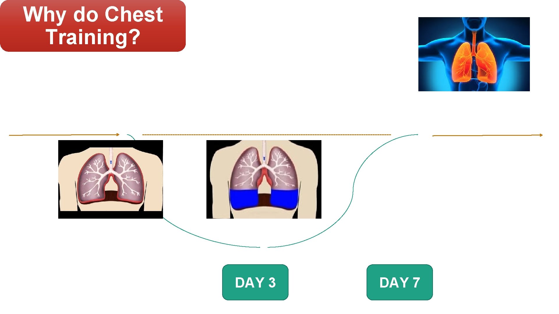 Why do Chest Training? DAY 3 DAY 7 