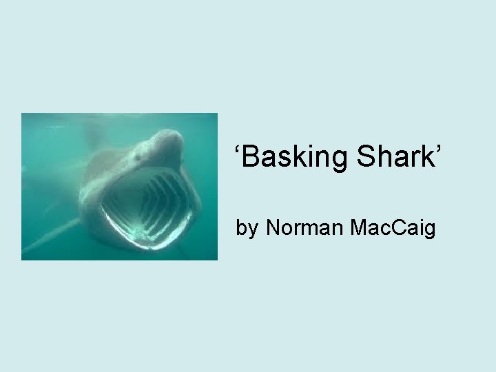 ‘Basking Shark’ by Norman Mac. Caig 