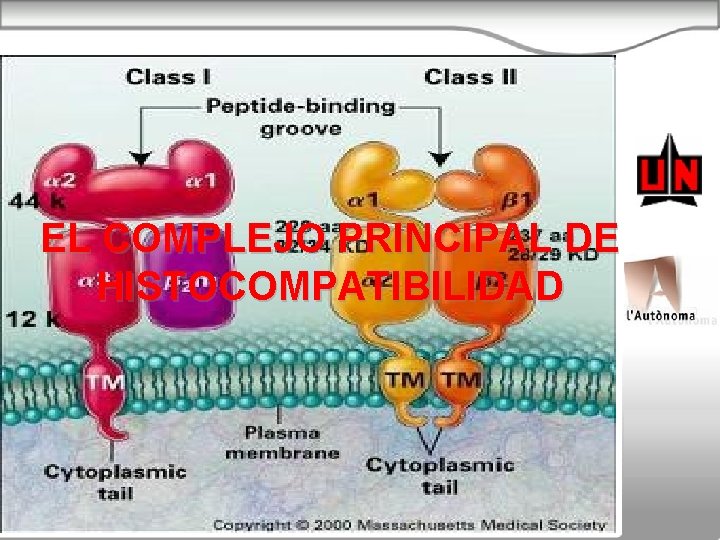 EL COMPLEJO PRINCIPAL DE HISTOCOMPATIBILIDAD 