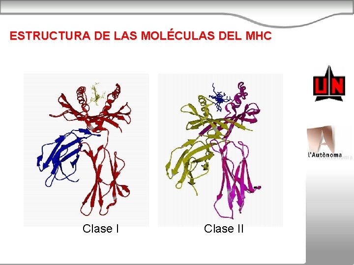 ESTRUCTURA DE LAS MOLÉCULAS DEL MHC Clase II 