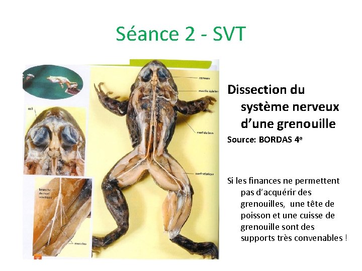 Séance 2 - SVT Dissection du système nerveux d’une grenouille Source: BORDAS 4 e