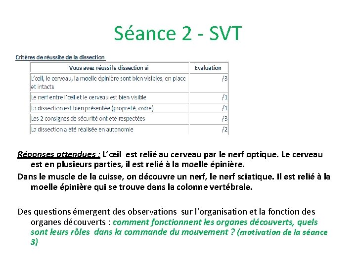 Séance 2 - SVT Réponses attendues : L’œil est relié au cerveau par le