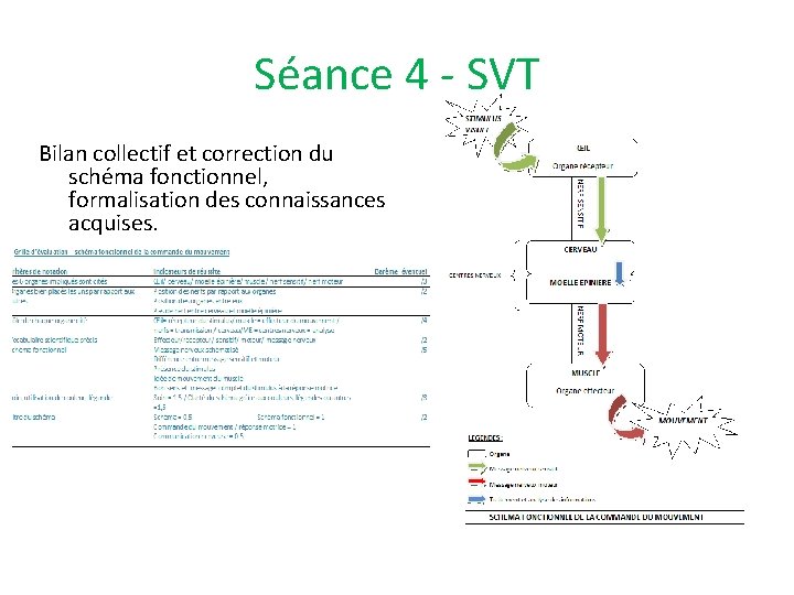 Séance 4 - SVT Bilan collectif et correction du schéma fonctionnel, formalisation des connaissances