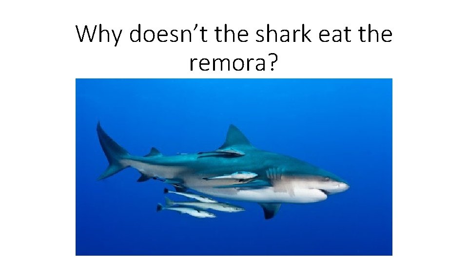 Why doesn’t the shark eat the remora? 