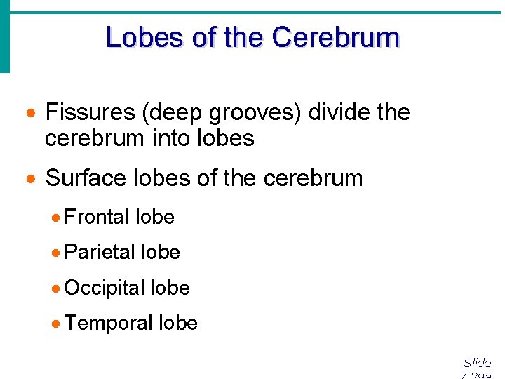 Lobes of the Cerebrum · Fissures (deep grooves) divide the cerebrum into lobes ·