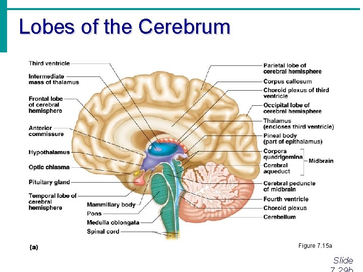 Lobes of the Cerebrum Figure 7. 15 a Slide 