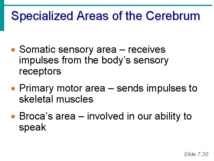 Specialized Areas of the Cerebrum · Somatic sensory area – receives impulses from the