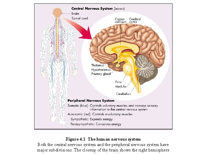 Figure 4. 1 The human nervous system Both the central nervous system and the