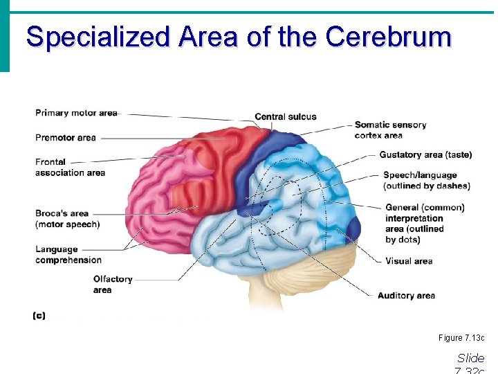 Specialized Area of the Cerebrum Figure 7. 13 c Slide 