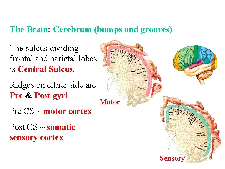 The Brain: Cerebrum (bumps and grooves) The sulcus dividing frontal and parietal lobes is