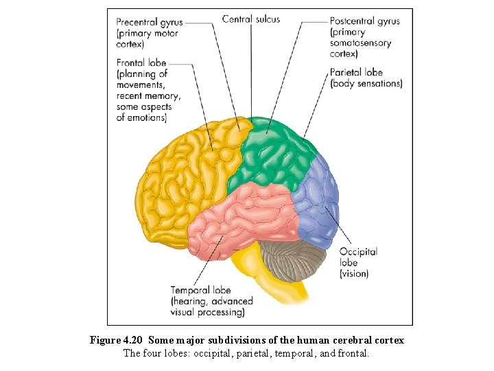 Figure 4. 20 Some major subdivisions of the human cerebral cortex The four lobes: