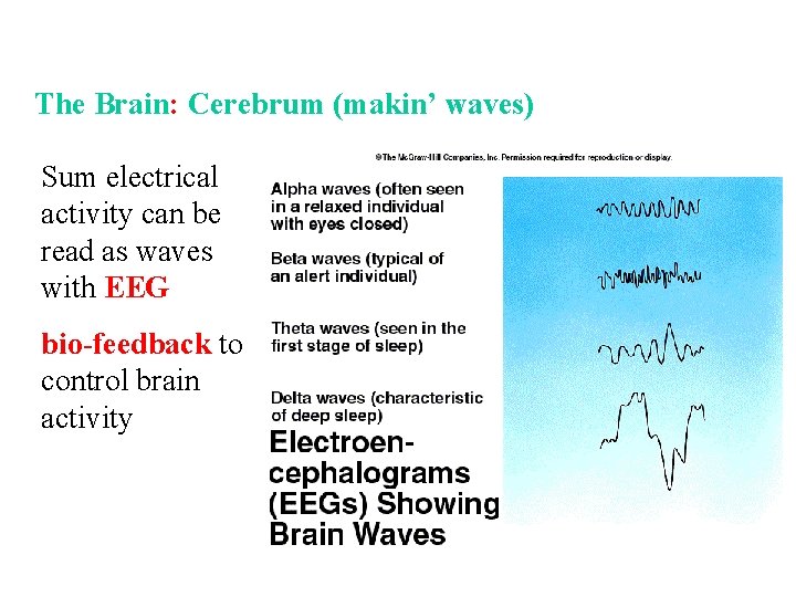 The Brain: Cerebrum (makin’ waves) Sum electrical activity can be read as waves with