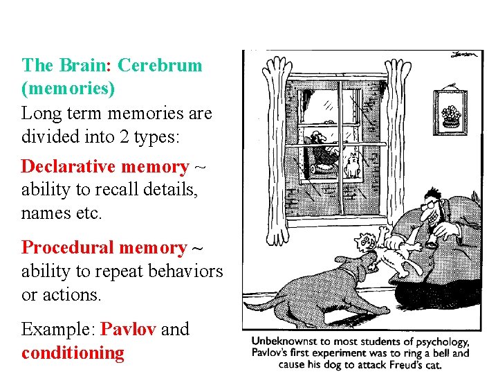 The Brain: Cerebrum (memories) Long term memories are divided into 2 types: Declarative memory