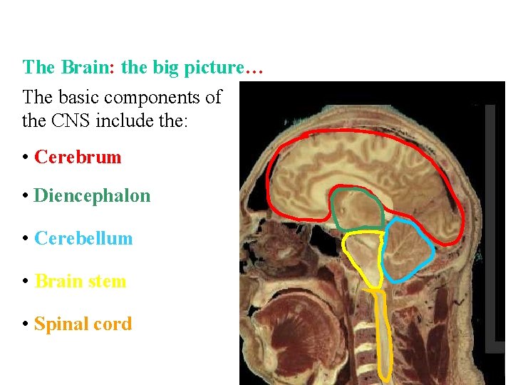 The Brain: the big picture… The basic components of the CNS include the: •