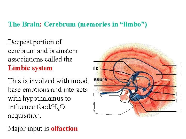 The Brain: Cerebrum (memories in “limbo”) Deepest portion of cerebrum and brainstem associations called