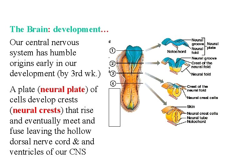 The Brain: development… Our central nervous system has humble origins early in our development