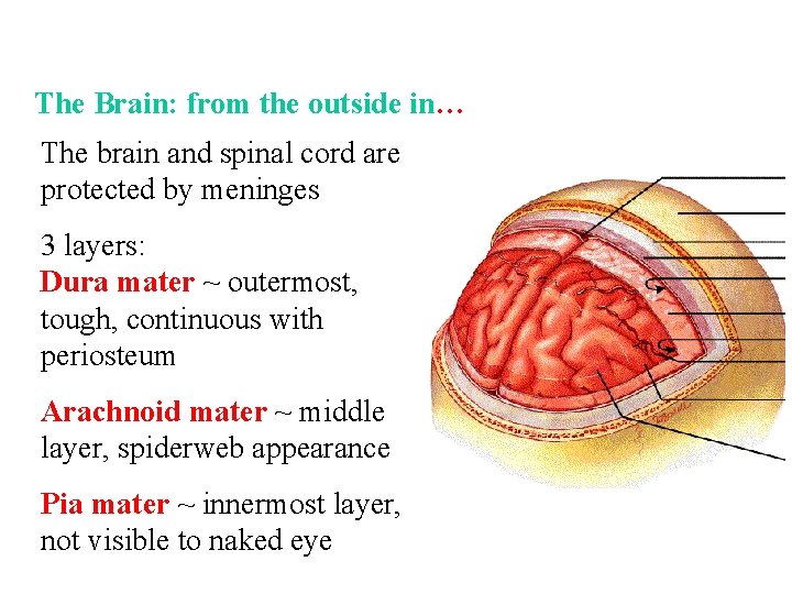 The Brain: from the outside in… The brain and spinal cord are protected by