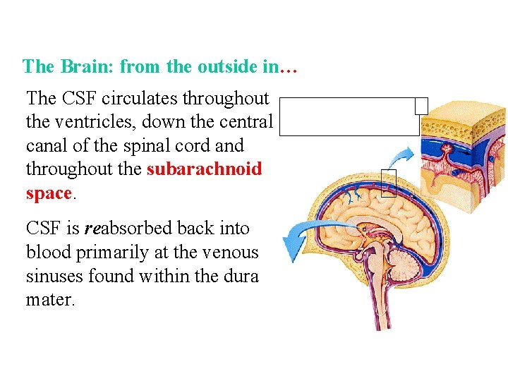 The Brain: from the outside in… The CSF circulates throughout the ventricles, down the