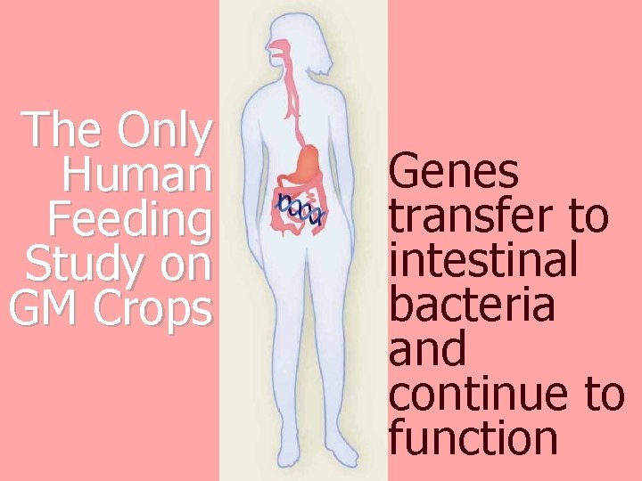 The Only Human Feeding Study on GM Crops Genes transfer to intestinal bacteria and