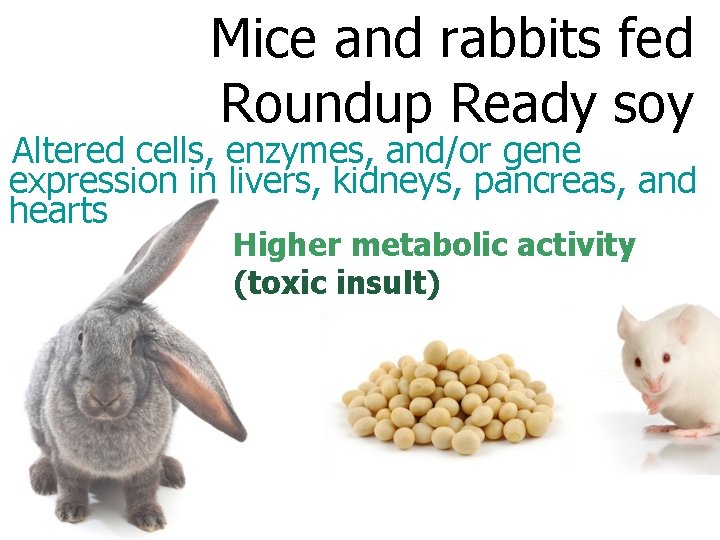 Mice and rabbits fed Roundup Ready soy Altered cells, enzymes, and/or gene expression in