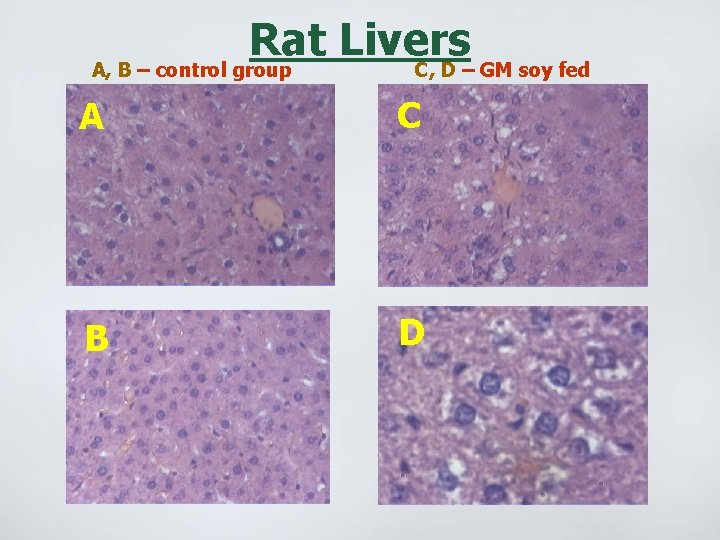 Rat Livers А, B – control group C, D – GM soy fed A