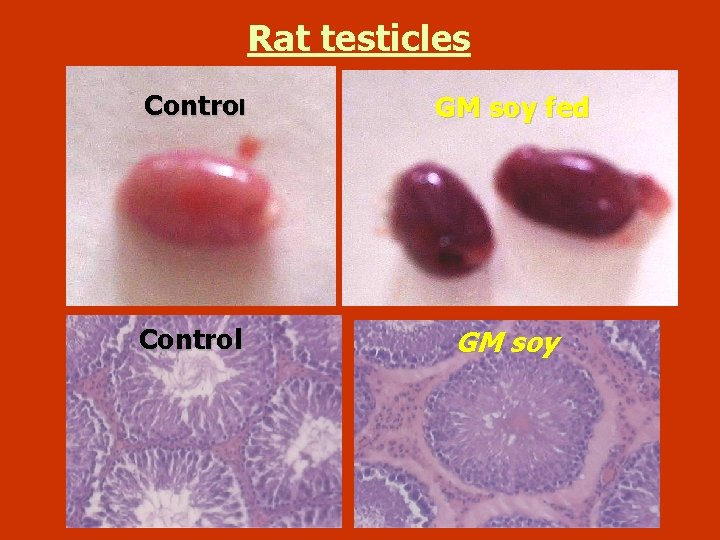 Rat testicles Control GM soy fed Control GM soy 