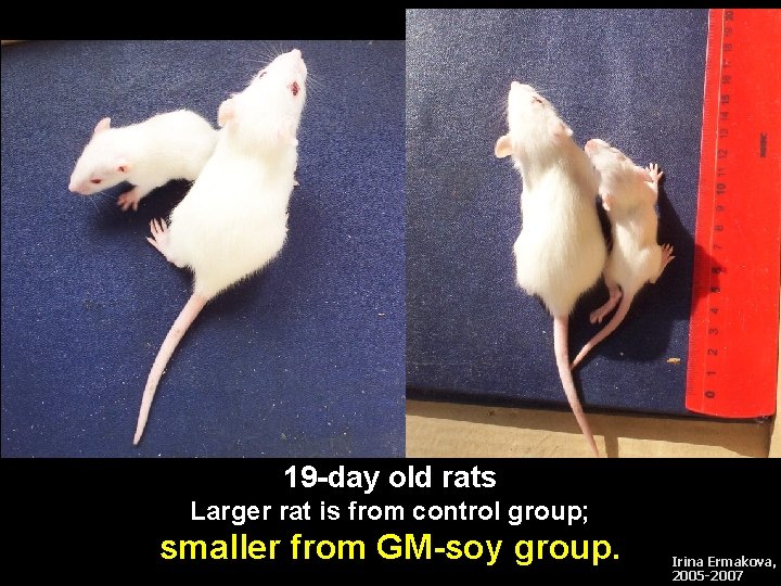 19 -day old rats Larger rat is from control group; smaller from GM-soy group.