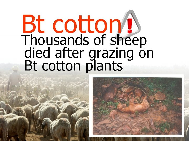 Bt cotton Thousands of sheep died after grazing on Bt cotton plants 