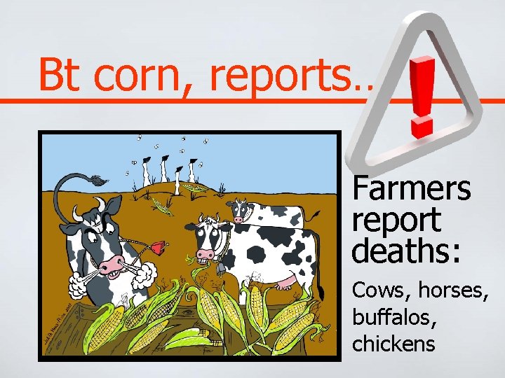 Bt corn, reports… Farmers report deaths: Cows, horses, buffalos, chickens 