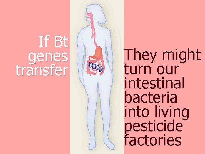 If Bt genes transfer They might turn our intestinal bacteria into living pesticide factories